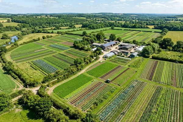 Grünes Ackerland mit wachsendem Gemüse aus der Vogelperspektive