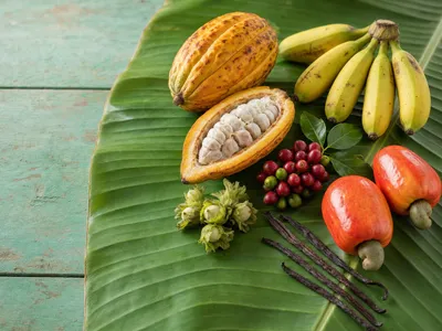 Rohe Ernte auf einem Bananenblatt: eine aufgeschnittene Kakaofrucht mit weißen Bohnen, rote Kaffeekirschen, Bananen, Cashewäpfel mit den darunter hängenden Cashewnüssen in der Schale, Haselnüsse in grüner Hülle und Vanilleschoten auf einem türkisfarbenen Holztisch